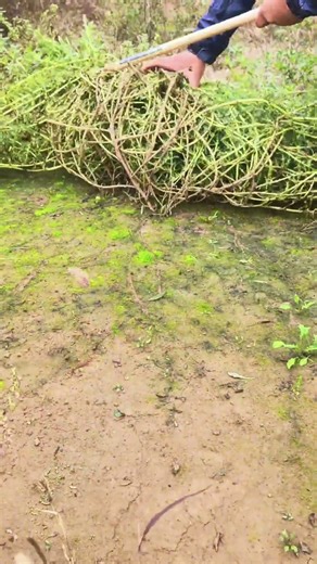 Sickle to cut weeds #shorts