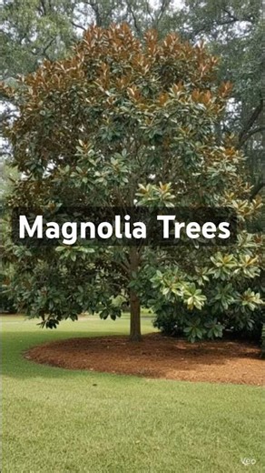 Magnolias are one of the coolest landscape trees #floweringtrees