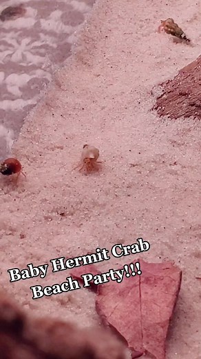 Baby Hermit Crab Beach Party! #hermitcrab #fyp #petsoftiktok #ItsGreatOutdoors