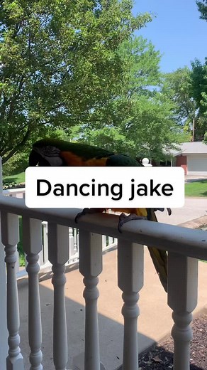 #dancingbird #macaw #exoticpets #fyp #rescue #cuteanimals #animalrescue