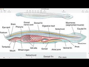 Zoology BSc Yr2 (III) Amphioxus: General Anatomy & Life cycle p1