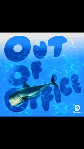 19K views · 293 reactions | Summer Friday mood  麗 #SharkWeek | Shark Week | Facebook