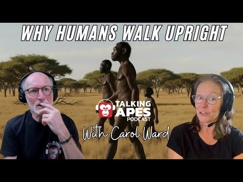 Why Humans Walk Upright with Dr. Carol Ward | Episode 75