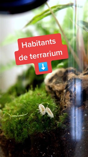 Les Incroyables Pouvoirs des Cloportes dans un Terrarium!