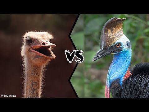 OSTRICH VS CASSOWARY - Who would win?