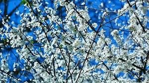 Fruit Tree, Blossoming, Flowers. Free Stock Video