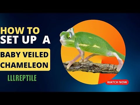 How to set up a baby veiled chameleon