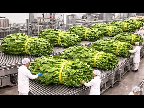 Inside the Spinach Processing Factory: From Farm to Bag | Industrial Automation