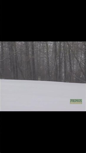 Coyote in the Snow! #speakthelanguage #coyote #hunting