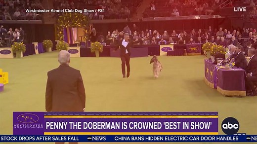 BEST IN SHOW! A Doberman has won the Westminster Kennel Club dog show for the first time in decades. And for her handler, it was extra-special. ABC’s Danny New TV explains. | World News Now