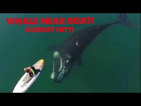 Giant Whale Surrounds Paddle Boat 😱 | Real Close Encounter in the Ocean