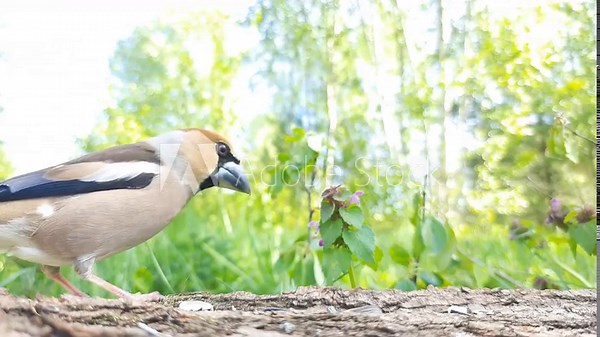 The common oak tree (lat. Coccothraustes coccothraustes) on the background of a green forest, video with sound