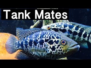 Best Tank Mates for Jaguar Cichlids?