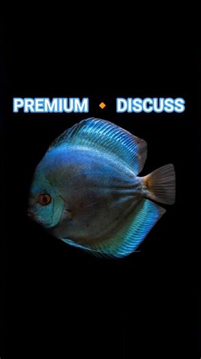 PREMIUM ♦️ DISCUSS FISH 🐠 #machlighar01 #aquarium #fishkeeping #aquascape #viral #fishshorts