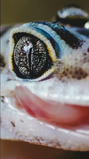 Inside the Eyes of a Leopard Gecko #gecko #macro #wildlife