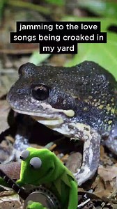 These frogs are hopping for love. 🐸 Aussie frogs belt out croaky tunes when they are enjoying their waterways and looking to attract a mate. Our new study by bioacoustics expert Dr Simon Linke, in conjunction with Griffith University and Visit NSW State Forests, recorded the sounds of frogs near the riverbanks of the Murray-Darling Basin. They were creating and testing software that automatically listens to and counts frogs, to clearly detect a range of species. The research successfully detect