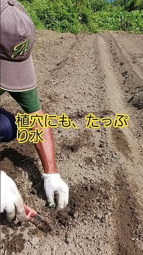 キャベツ苗の定植#農業