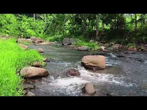 Gentle Crystal Stream Flowing Over Smooth Forest Stones – Relaxing Nature Sounds for Calm