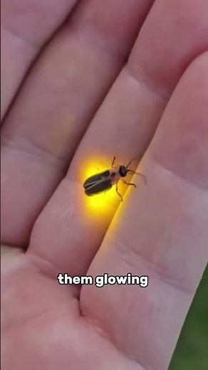How does Fireflies Glow?(Explained)