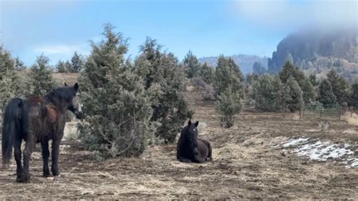 Skydog Sanctuary on Instagram: "Beautiful Marjorie Morningstar standing quietly over her new friend Amelia as she lay and rested. A horse only feels safe enough to lay down if they have a buddy to watch over them so this is especially lovely. Marjorie has been doing well and living a quiet life in her new area and although it’s sad to see her without Violet we also want to make sure she’s getting tons of love and all her needs met. Of course the one thing we can’t do is mend her broken heart but