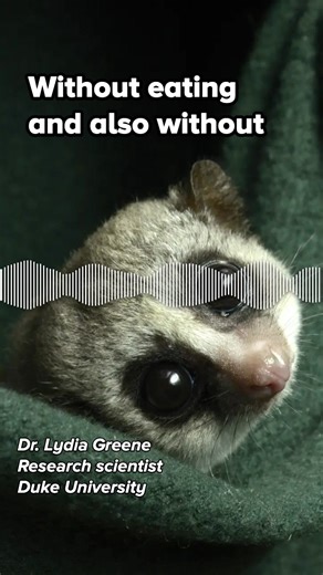 12K views · 49 reactions | What does hibernation look like for dwarf lemurs? Learn more at www.sciencefriday.com/lemurfat | Science Friday | Facebook
