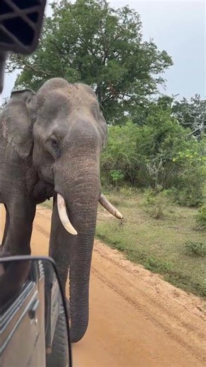 Elephants Traverse the Reserve With Primeval Authority #elephantconservation #elephant #elefantes