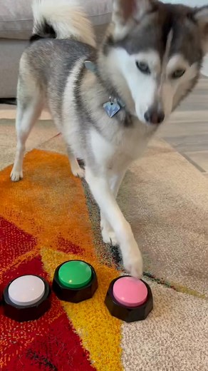 She’s finally learning how to press the proper buttons 😭😭😭 #pets #husky #doglover #fyp #DogTraining #smartdog | AnimalAura
