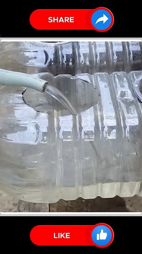 Celery hydroponics at home 🆕 | Small Vegetable Garden