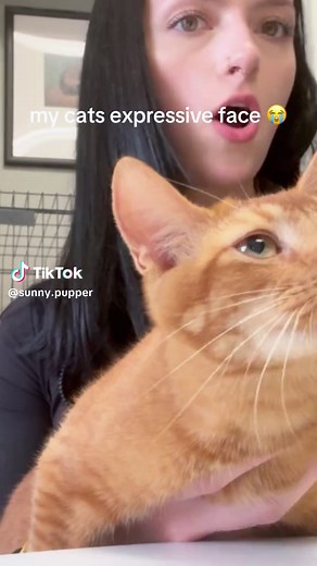 Understanding Cat Behaviors Through Eye Expressions