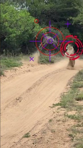 Lion can smell it's Prey? #lionhunting #animalengineering #preydetection #amazinghunting