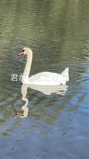 #米米クラブ#石井竜也#ピアノ#君がいるだけで#白鳥#カラス
