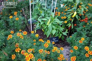 Companion Planting with Herbs for a More Robust Garden