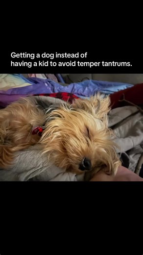 Mishka can throw a temper tantrum with the best. #faeandmishka #yorkiesoftiktok #crazydog #tantrum #adorableanimals