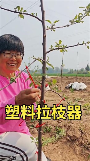 A good helper for pulling fruit tree branches is to use a branch puller#Fruit tree branch pullerMode