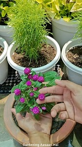 441K views · 5.2K reactions | Itna cute flower dene wala gomphrena plant kaise lagaye? #summer #plants #flowers #floweringplants #growingtips #gardening #terracegarden #garden #gardeningaasaanhai | Gardening Aasaan Hai | Facebook
