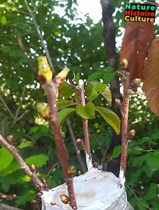 Voici le greffage du cerisier que j'ai effectué il y a un mois de cela : La conclusion que j'en tire c'est qu'il faut couper les greffons bien avant le débourrement et les conserver au frigo. Puis attendre jusqu'au milieu du mois d'avril environs c'est a dire une fois que le merisier ( cerisier sauvage ) soit bien en feuillaison pour procéder au greffage ... | Nature Histoire Culture