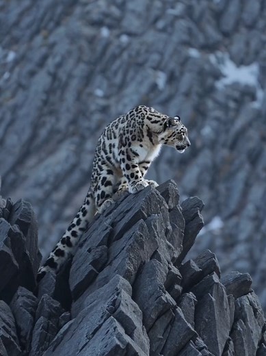 Snow Leopards: The Untouchable Ghosts of the Mountains