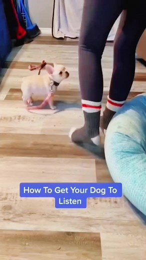 Effective Techniques to Make Your Dog Listen