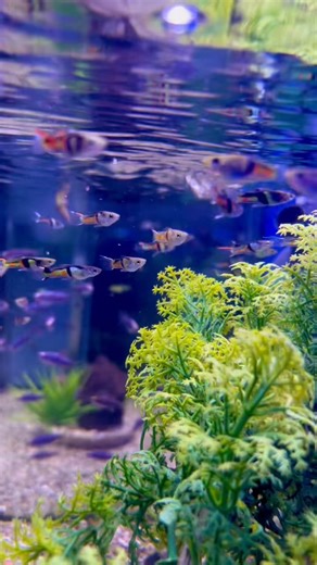 3.9K views · 29 reactions | EL Tiger Endler Guppy  We also have female Endlers!!! #grosvenortropicals #freshwateraquarium #guppy #aquaticplants | Grosvenor Tropicals | Facebook