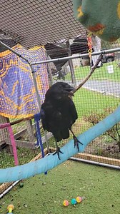 Corvids, like crows, ravens and blue jays, are incredibly smart, and estimated to be as intelligent as a 5 to 7 year-old child (at least!). To keep our resident (and visiting) corvids occupied, we offer them all kinds of enrichment. Today, we learned that our resident Fish Crow, Church, loves popping bubbles -- just like most 5 to 7 year-olds! (Food grade, bacon-flavored, non-soap bubbles, to be exact) | Pocono Wildlife Rehabilitation and Education Center
