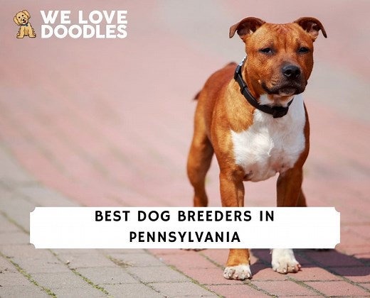11 Best Dog Breeders in Pennsylvania! - We Love Doodles
