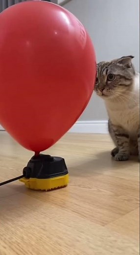 The Inflating Balloon 😳🐱 Cat Can’t Handle the Tension! 💨🎈 #funnycats #catvideos #shorts