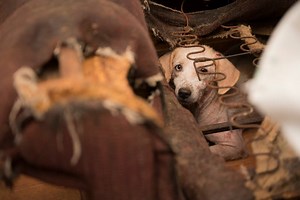 The HSUS Animal Rescue Team is on the ground in Ohio providing urgent care to over 70 dogs found suffering from cruelty and neglect. Only you make this life-saving work possible. Please make an emergency donation today to help rescue and protect more animals in need. | Humane World for Animals