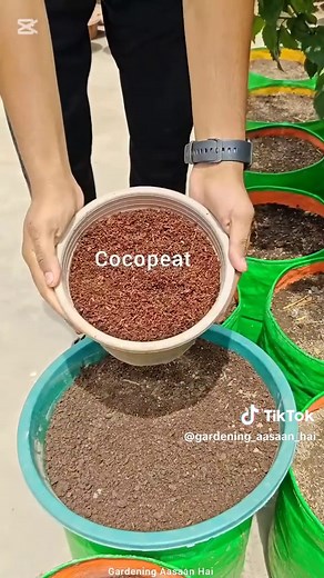Okra Growing Guide for Beginners