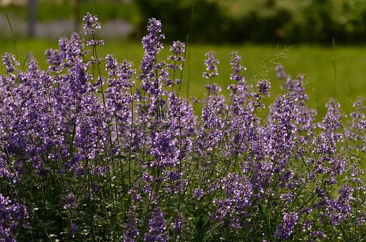 Catmint vs. Russian Sage: What's the Difference?