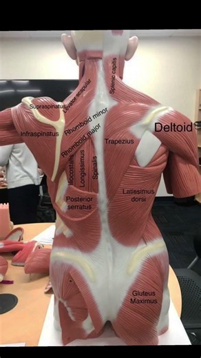 Muscles of Back #mbbs #anatomy #medicalstudents #drazam #neuroanatomy #anatomymadeeasy