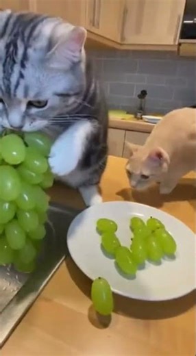 Cat Washing Grapes Gets Robbed by Sneaky Cat 😱 Real Fight