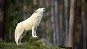 Arctic Wolf, Polar Wolf, Canis lupus arctos