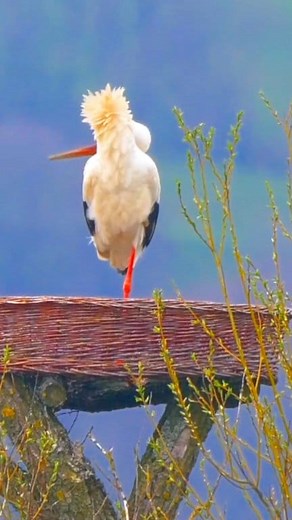 The White Stork, known for its long red beak and elegant stance, is a true symbol of peace and good luck in many cultures. Standing tall with perfect balance, this beautiful bird adds charm to every frame. ✨ Nature at its calmest… captured beautifully #reelschallenge #facebookreel #music #naturelovers | Nature Nest