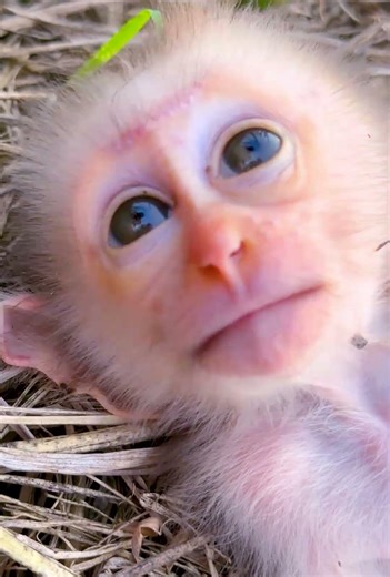 Naughty Monkey Fun Moments